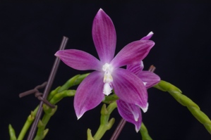 Phalaenopsis tetraspis fma. Imeriatrix 'Jamie Fang' AM/AOS 82 pts.